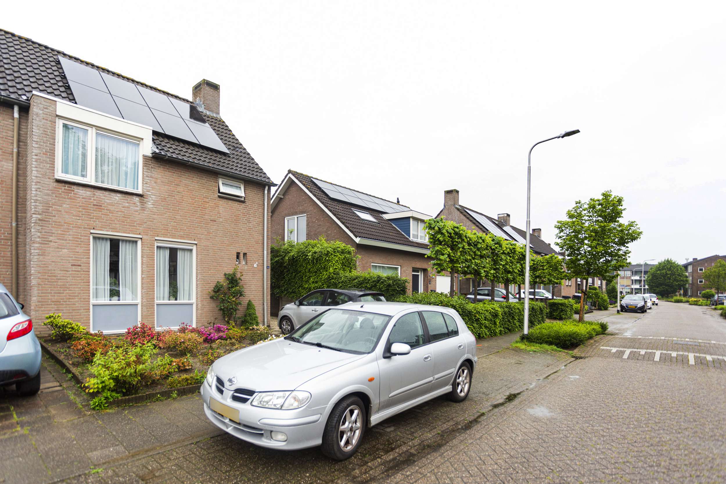 Goudsbloem 46