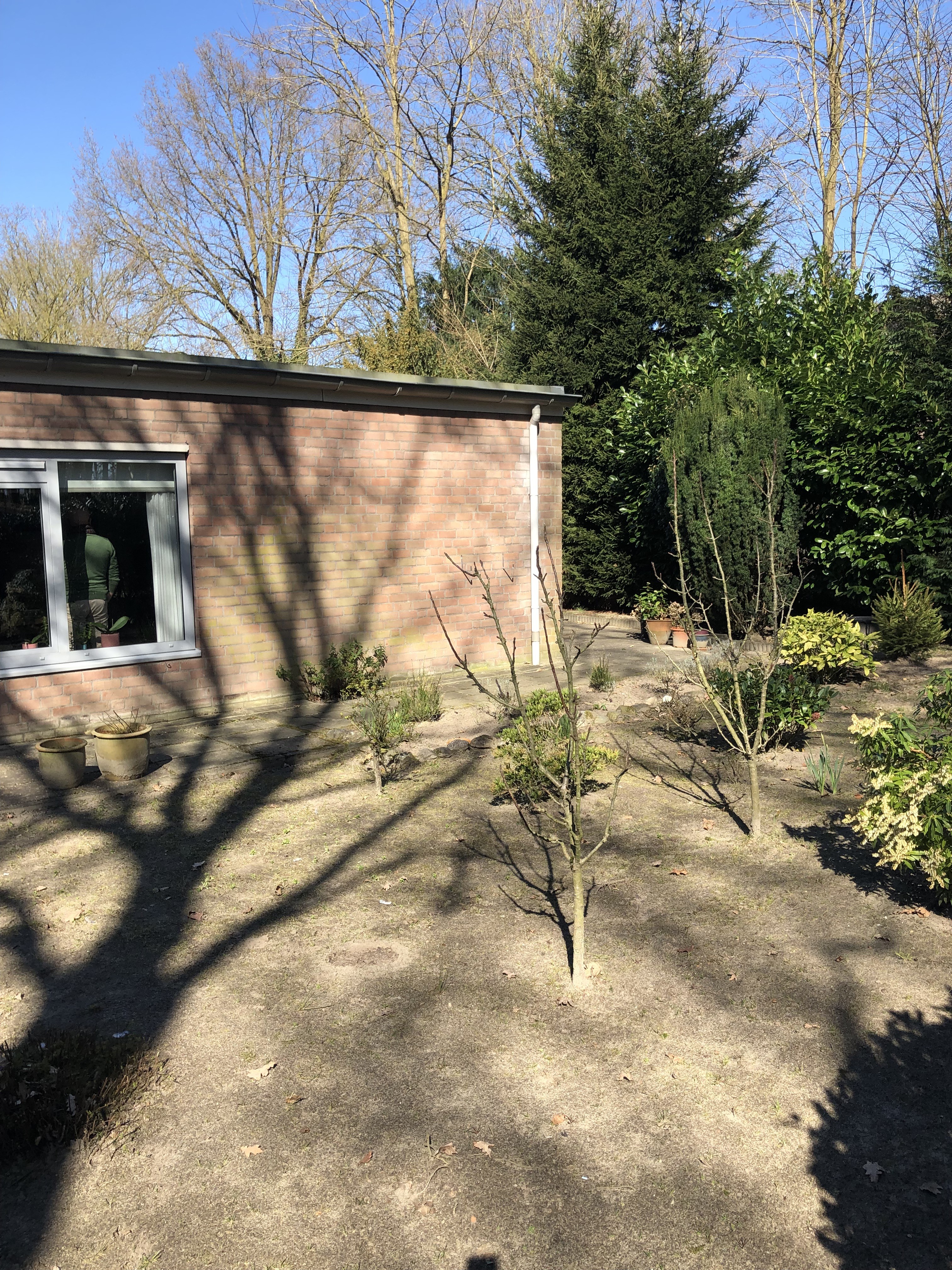 Esdoorngaard 29