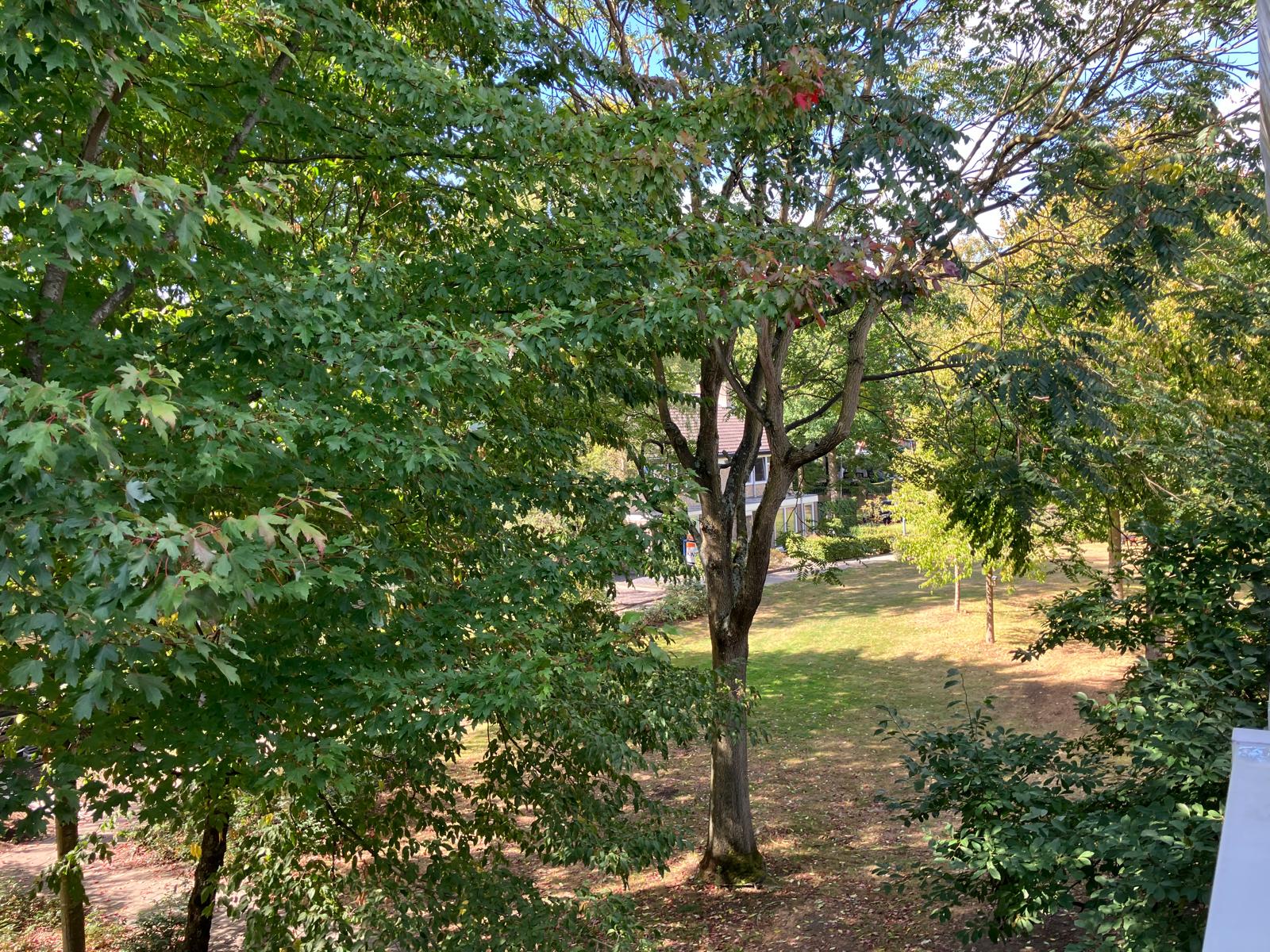 Doctor Schaepmanstraat 52