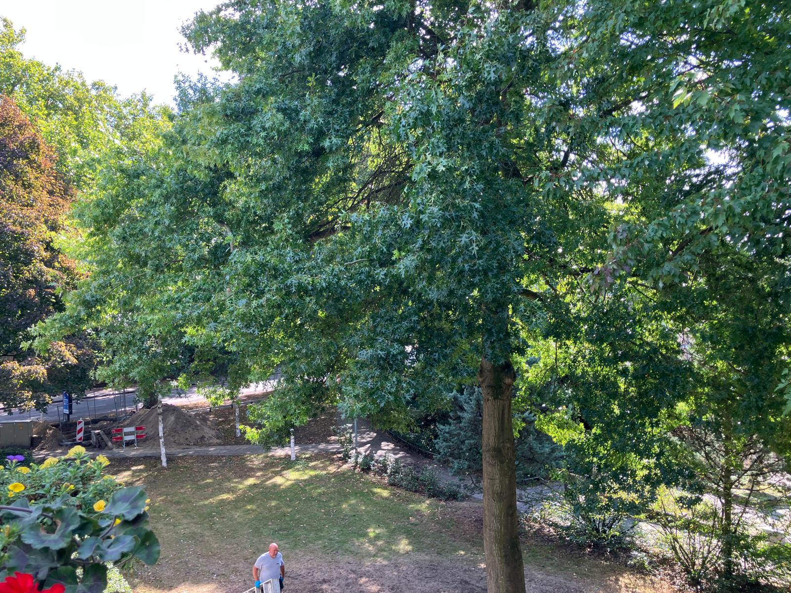 Doctor Schaepmanstraat 52