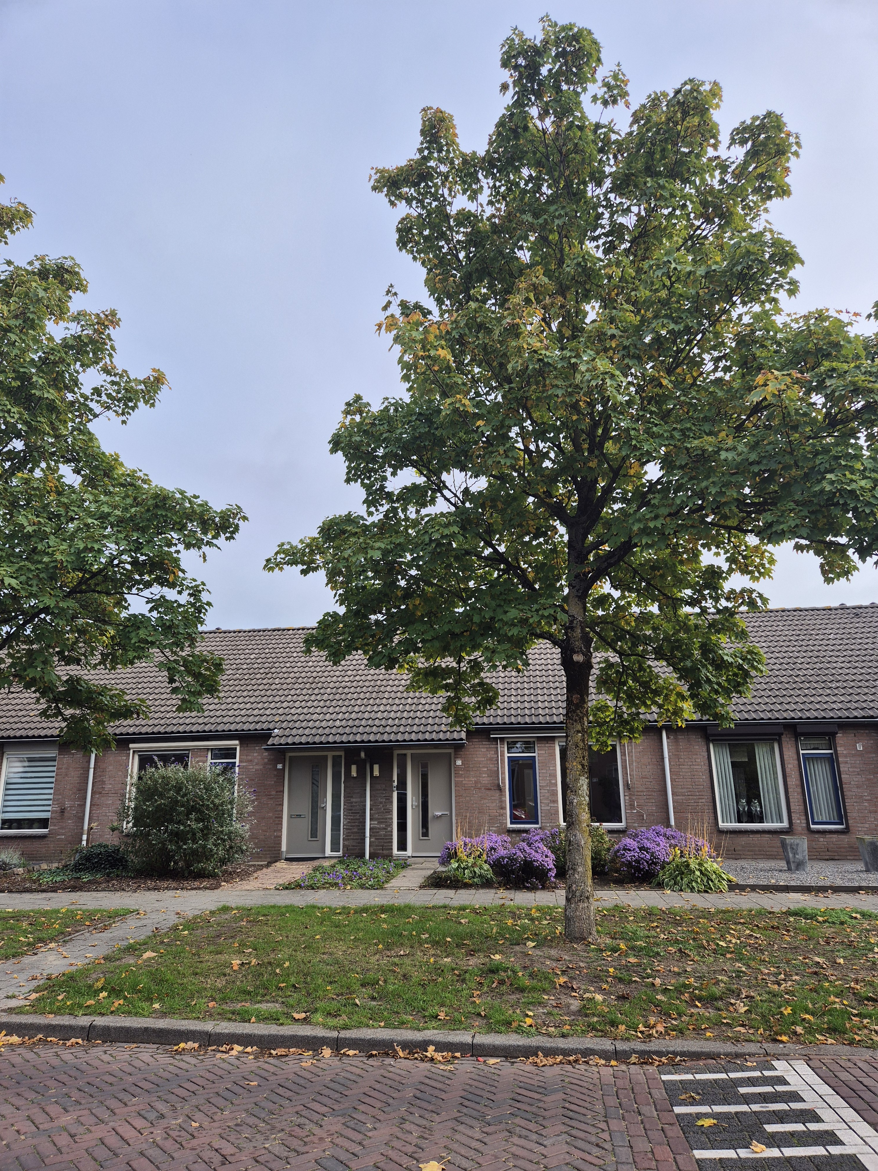 Van Heinsbergstraat 52