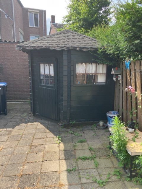 Korenbloem 7